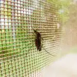 Can mosquitos come through window screens