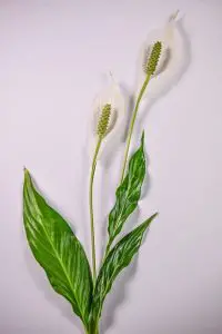 Peace Lily for bathroom
