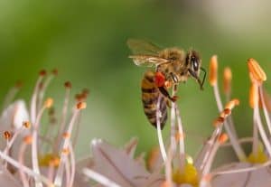 honey bee on honeysuckle and crossbow concerns of harming bees