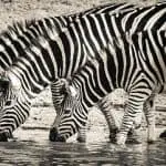 zebra print can hide from horse flies