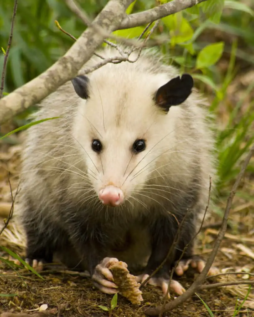 opossum eat loads of ticks
