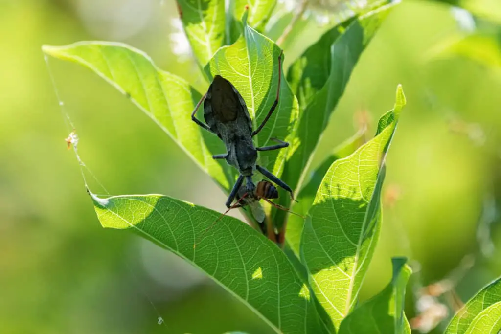 wheel bug eating yellow jacket