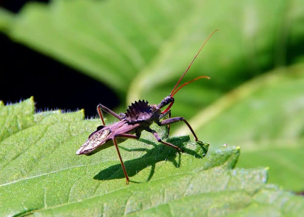 pic of wheel bug waiting for insect