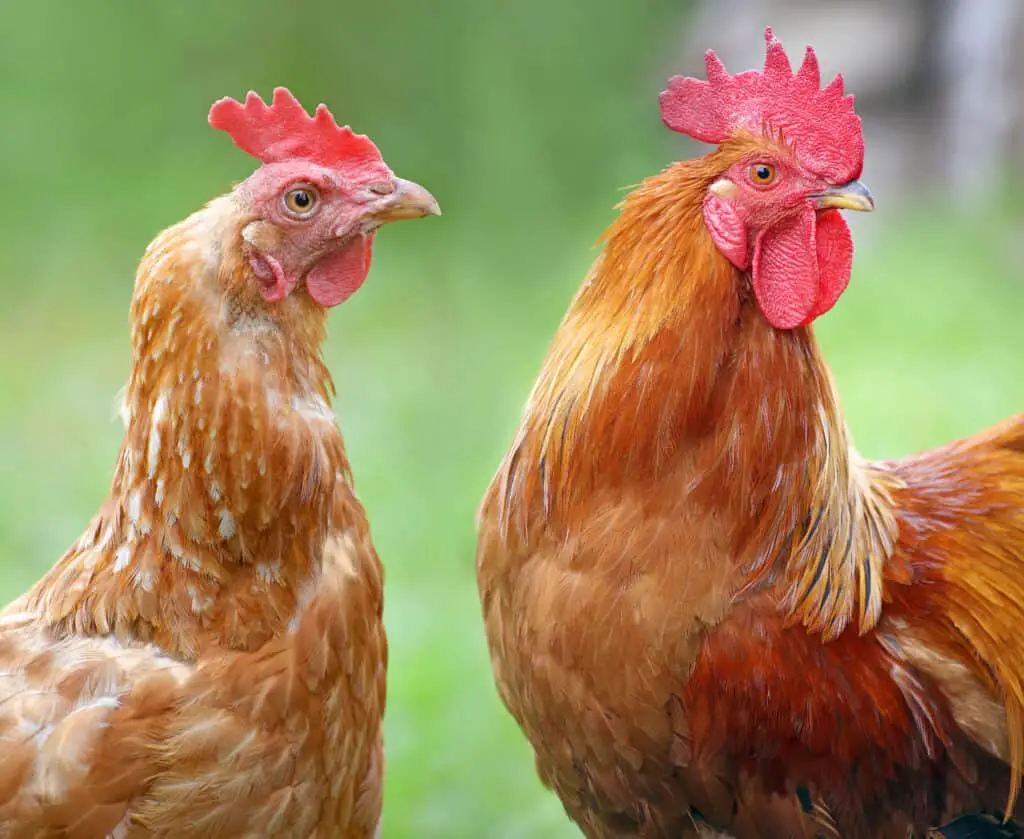 chickens and other farm poultry eat lots of ticks