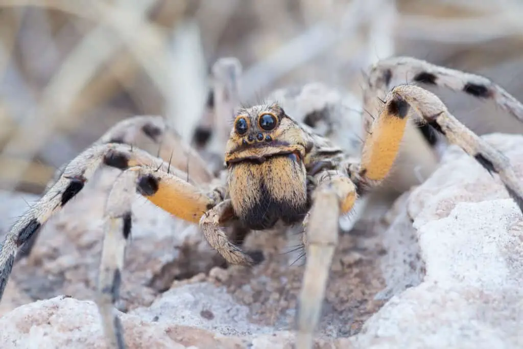 wolf spiders do eat ticks