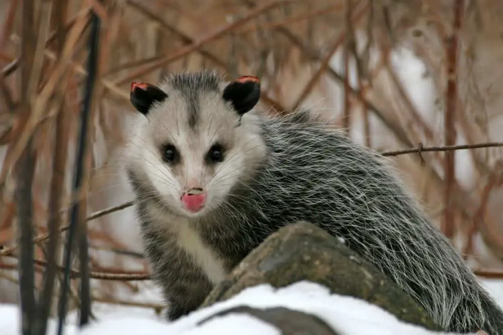 Can opossums get rabies