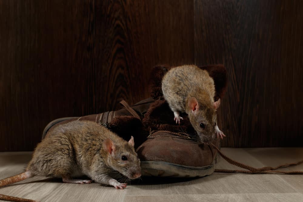 How to get rid of a rat infestation