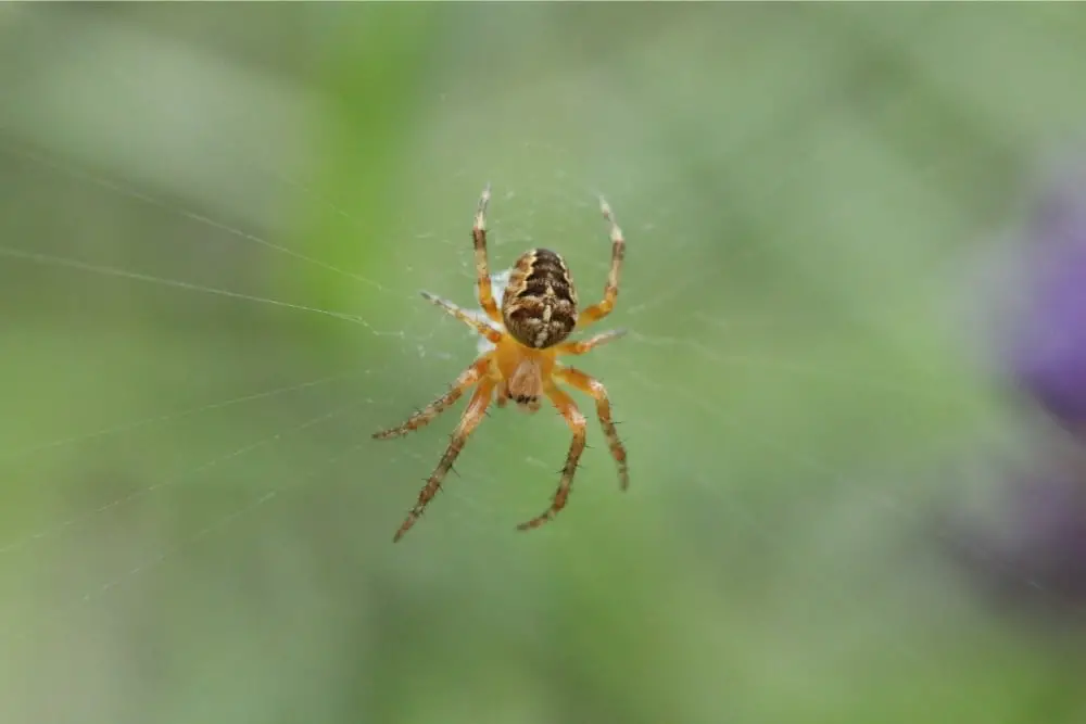 Non-House Spider