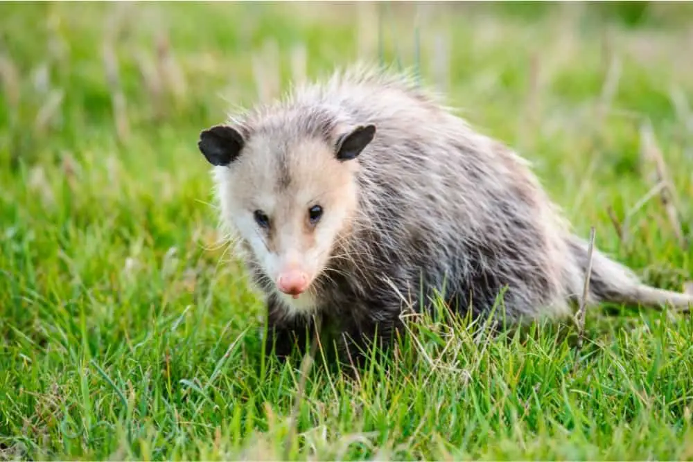 Opossum