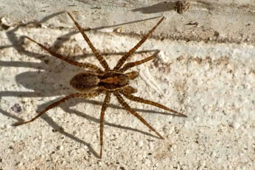 Wolf Spider