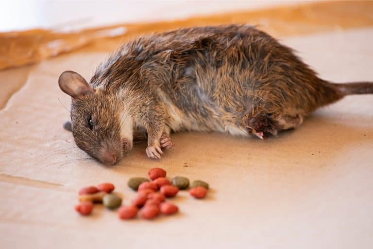 What Kills Rats Instantly? Contain Disease & Make it Quick What Kills It